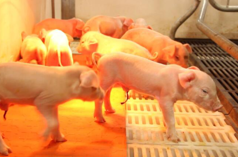 ag真人官网平台母猪产仔27头，令养殖户直呼奇迹