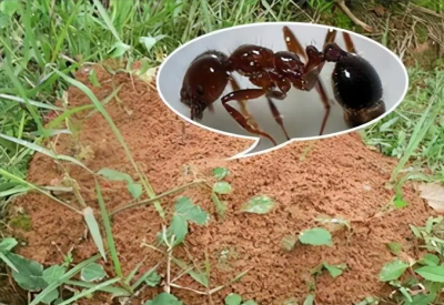 紅火蟻防治方案