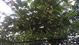 軟棗獼猴桃的種植和培養