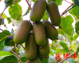 关于软枣猕猴桃的种植技术