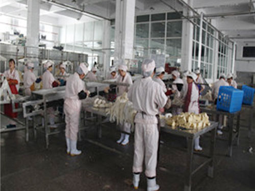 Vegetarian chicken production line