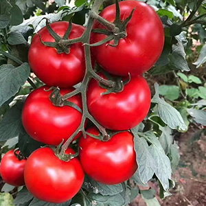 紅果番茄種子