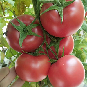 番茄種子