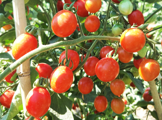 番茄種子實地展示
