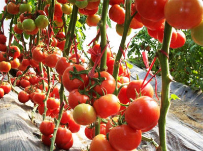 紅果番茄田間展示