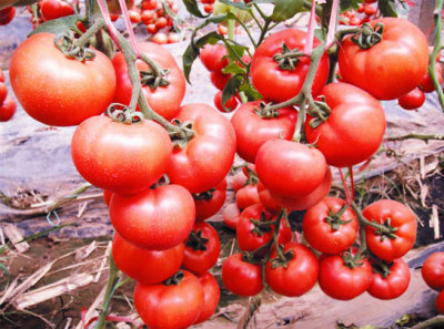 紅果番茄田間展示