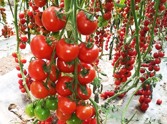 番茄種子田間展示