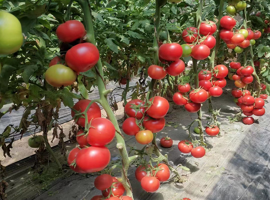 番茄種子