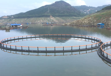 广西万峰湖大型网箱养殖示范基地