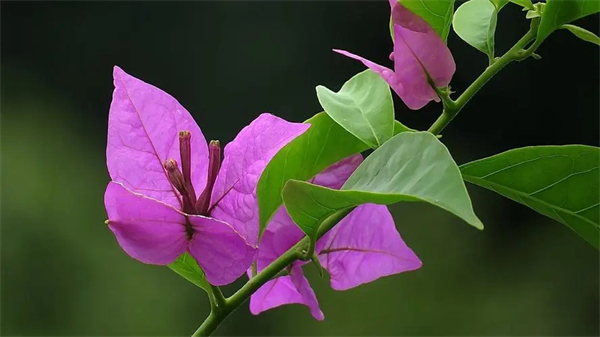 亳州三角梅开花时，使用硫酸亚铁有技巧，否则变成“大花脸”