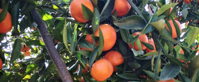 柑橘施肥七技巧，趕緊學起來！