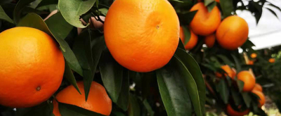 柑橘園作物土壤改良與修復的重要性