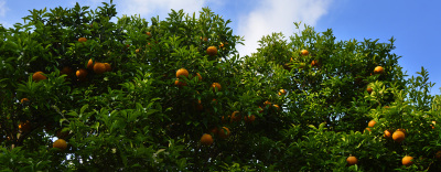 梧州柑橘培育