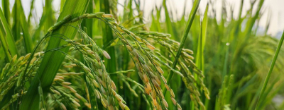 水稻種植技術