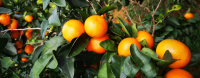 柑橘病蟲害防治技術