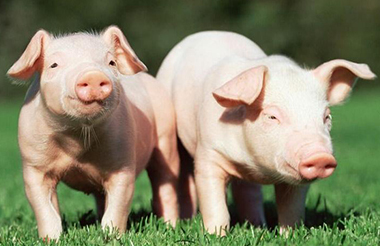 如何提高猪饲料的营养价值？