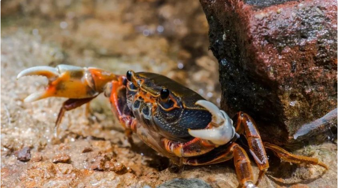 帆布水池可以養殖螃蟹嗎？