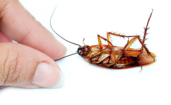 【蟲害科普】為什么家里的蟑螂就是殺不凈？