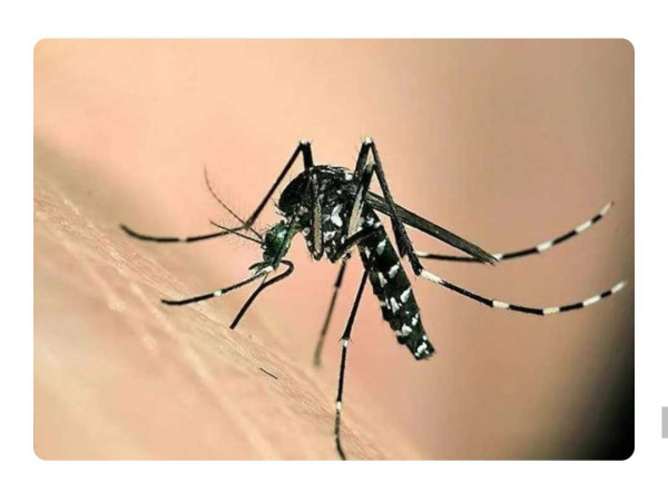 【四害防治】夏季滅蚊，有什么好方法？