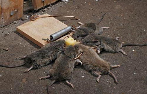柳州灭老鼠