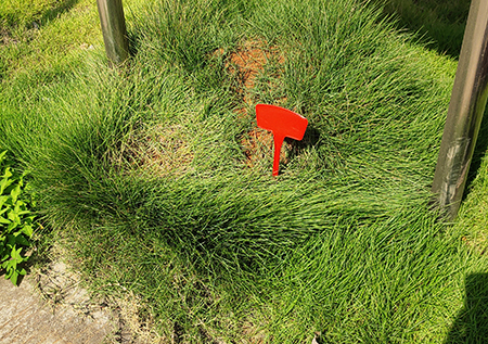 紅火蟻蟻巢標記