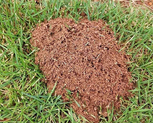 红火蚁蚁巢特征