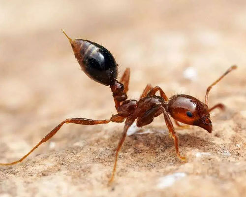 滅紅火蟻