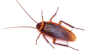 介绍快速灭蟑螂防制步骤和方法有哪些？