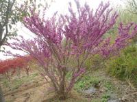 湖南巨紫荊