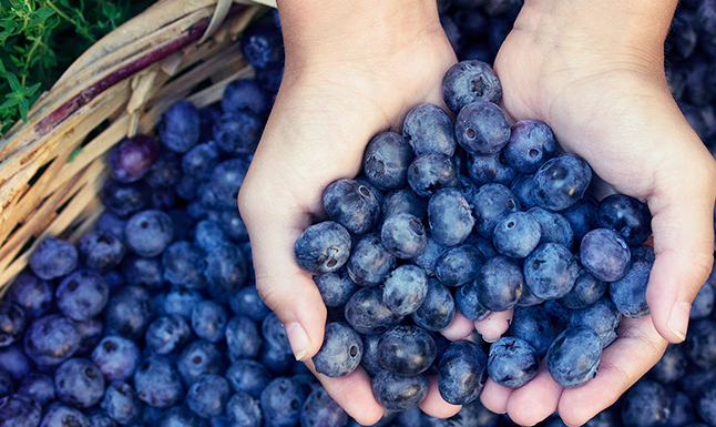 藍莓為什么受大家喜愛