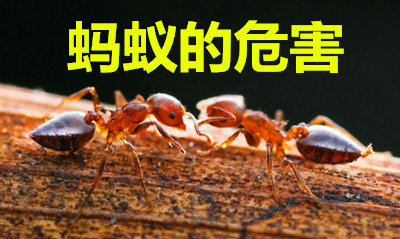 蚂蚁的危害有哪些