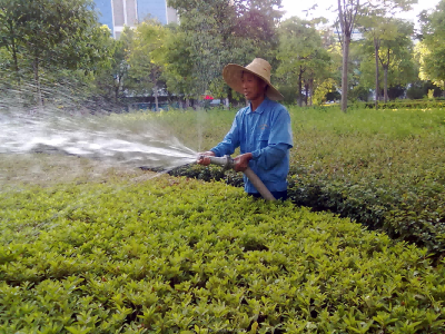杭州綠化養護