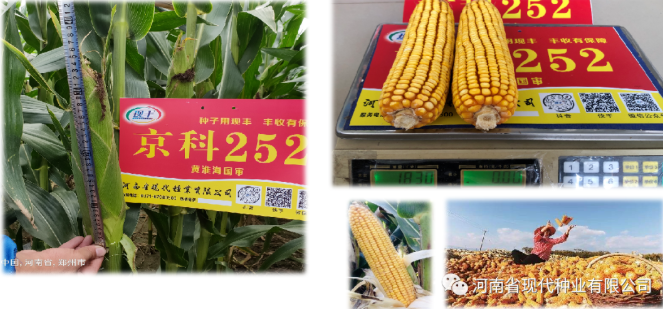 玉米种子价格