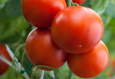 西紅柿施肥方案