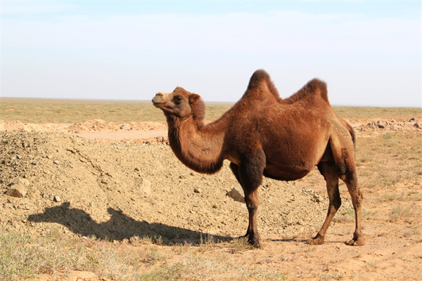 骆驼奶厂家如何辨别真假骆驼奶粉？