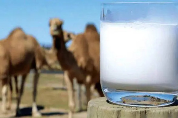 新疆骆驼奶粉