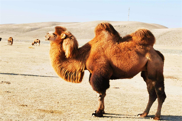 新疆骆驼奶加盟