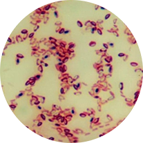 側胞芽孢桿菌：Brevibacillus   laterosporu
