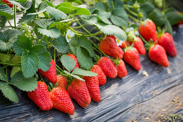 草莓应该如何进行施肥