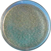 多粘类芽孢杆菌： Paenibacillus   polymyxa