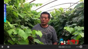 土秀才菌肥在黑龙江地区效果使用报道