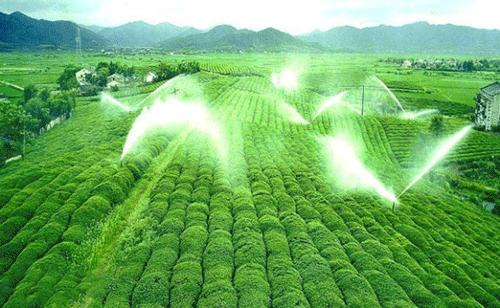 茶園灌溉