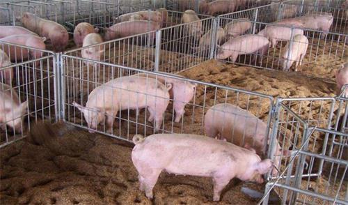 若何节制生猪屠宰进程中的微生物净化？