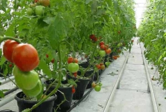 溫室番茄無土栽培