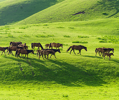 蒙古国旅游