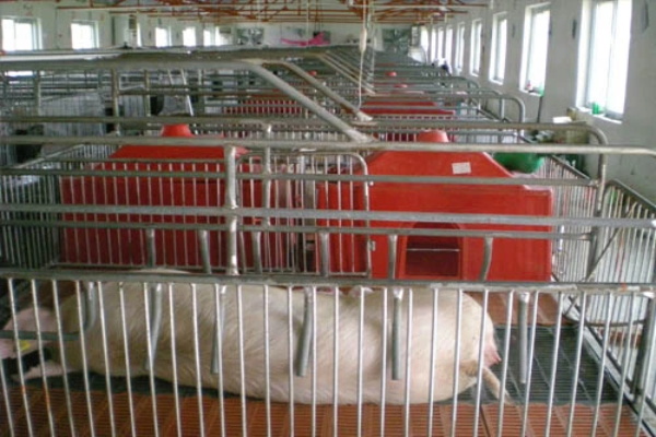 新疆养猪设备厂家