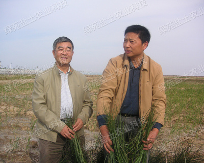 與南京大學欽佩教授進行耐鹽植物種植試驗