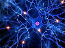 单细胞转录测序新发现：神经元容易在帕金森氏症中死亡