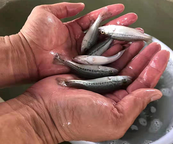 三水加州鱸魚魚苗
