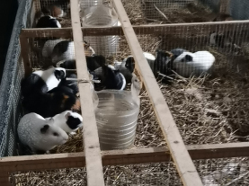上海豚鼠养殖视频